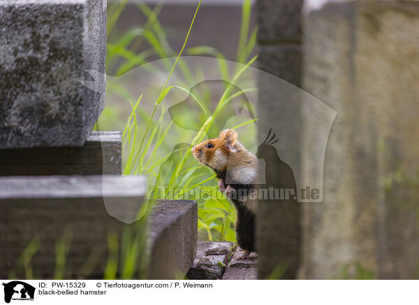 Feldhamster / black-bellied hamster / PW-15329