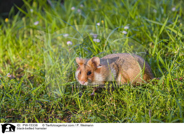 Feldhamster / black-bellied hamster / PW-15338