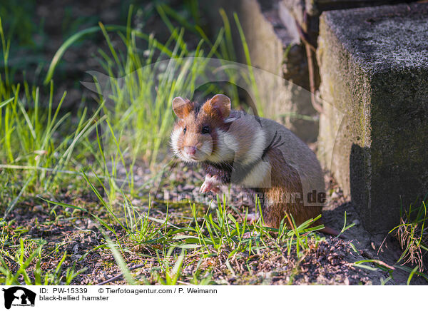 Feldhamster / black-bellied hamster / PW-15339