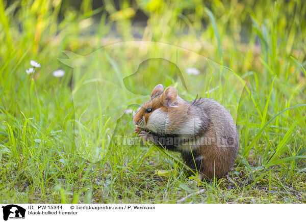 Feldhamster / black-bellied hamster / PW-15344
