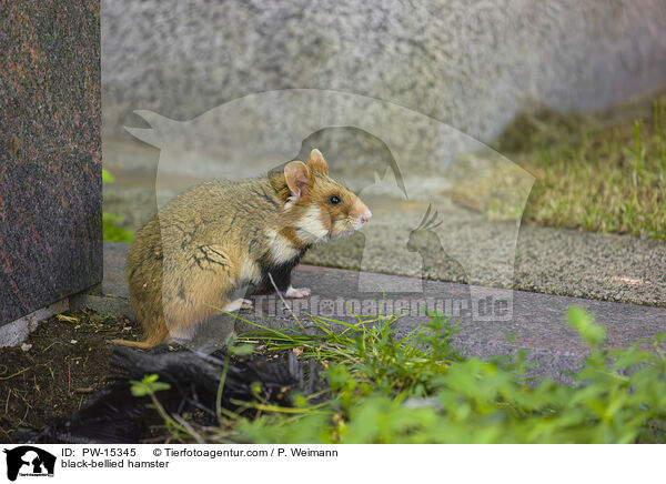Feldhamster / black-bellied hamster / PW-15345