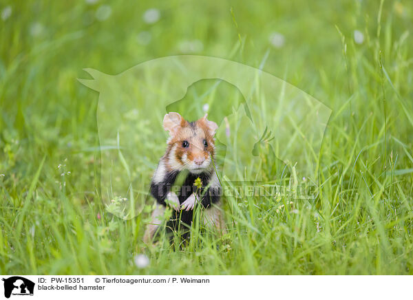 Feldhamster / black-bellied hamster / PW-15351