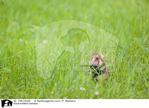 Feldhamster / black-bellied hamster / PW-15353