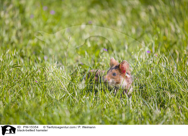Feldhamster / black-bellied hamster / PW-15354