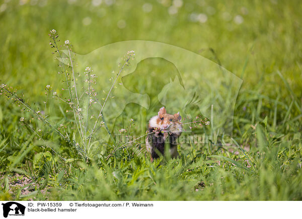 Feldhamster / black-bellied hamster / PW-15359