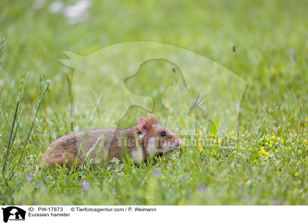 Eurasian hamster / PW-17873