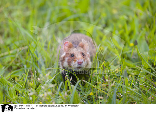 Eurasian hamster / PW-17877