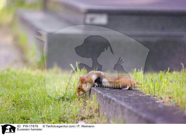 Eurasian hamster / PW-17878