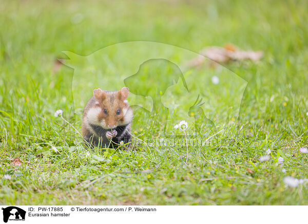 Feldhamster / Eurasian hamster / PW-17885