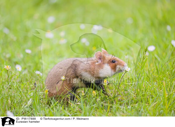 Feldhamster / Eurasian hamster / PW-17888