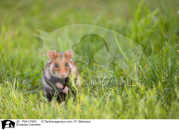 Feldhamster / Eurasian hamster / PW-17897