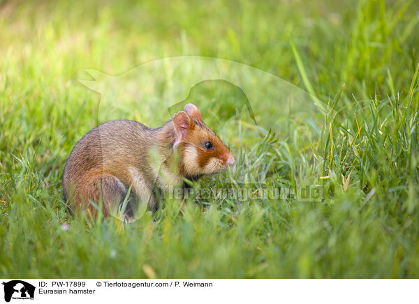 Eurasian hamster / PW-17899