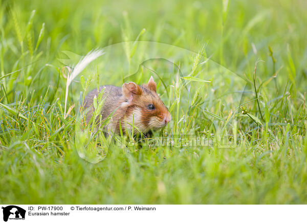 Eurasian hamster / PW-17900