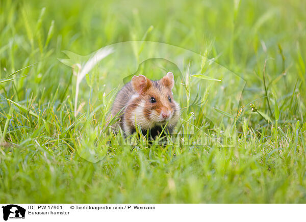 Feldhamster / Eurasian hamster / PW-17901