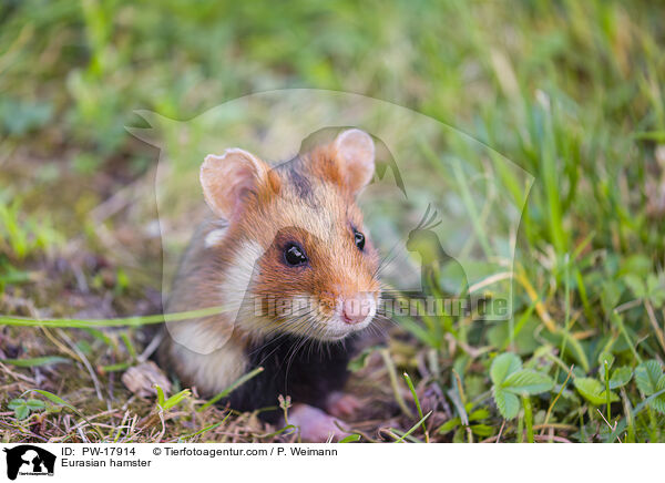 Eurasian hamster / PW-17914