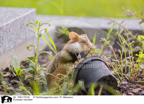 Feldhamster / Eurasian hamster / PW-17916
