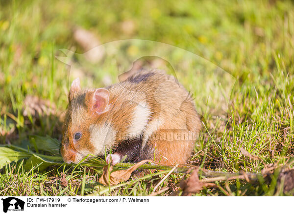 Eurasian hamster / PW-17919
