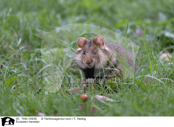 Feldhamster / Eurasian hamster / THA-10936