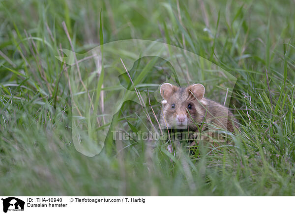 Feldhamster / Eurasian hamster / THA-10940