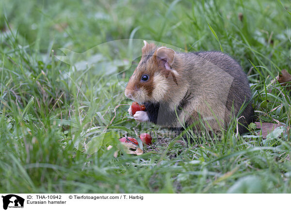 Feldhamster / Eurasian hamster / THA-10942