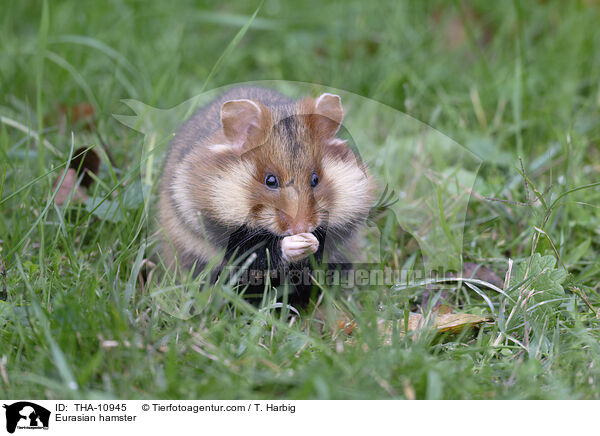 Feldhamster / Eurasian hamster / THA-10945