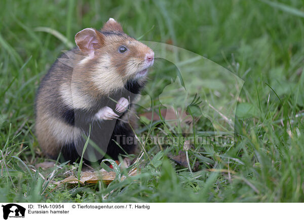 Feldhamster / Eurasian hamster / THA-10954
