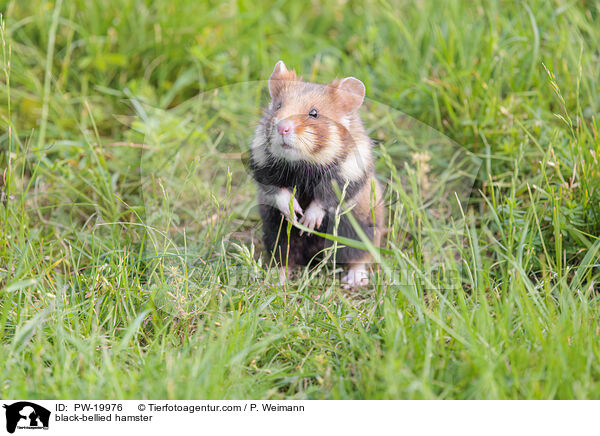 Feldhamster / black-bellied hamster / PW-19976