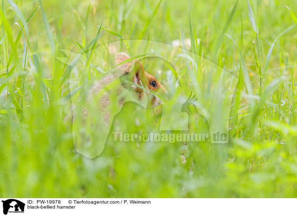 Feldhamster / black-bellied hamster / PW-19978