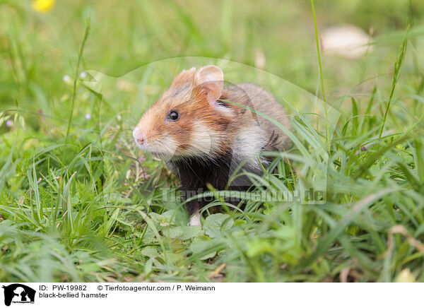 Feldhamster / black-bellied hamster / PW-19982