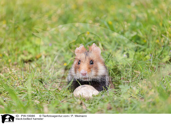 Feldhamster / black-bellied hamster / PW-19986
