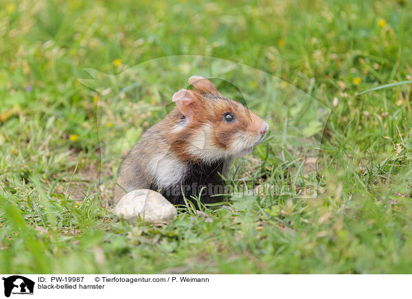 Feldhamster / black-bellied hamster / PW-19987