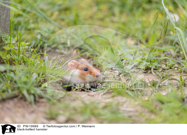 Feldhamster / black-bellied hamster / PW-19989