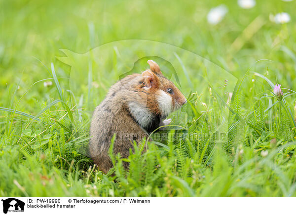 Feldhamster / black-bellied hamster / PW-19990