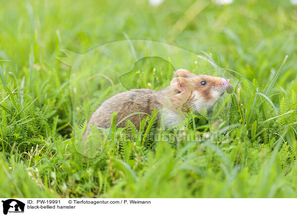 Feldhamster / black-bellied hamster / PW-19991