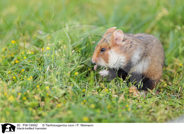 Feldhamster / black-bellied hamster / PW-19992