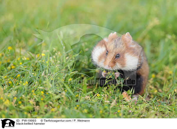 Feldhamster / black-bellied hamster / PW-19993