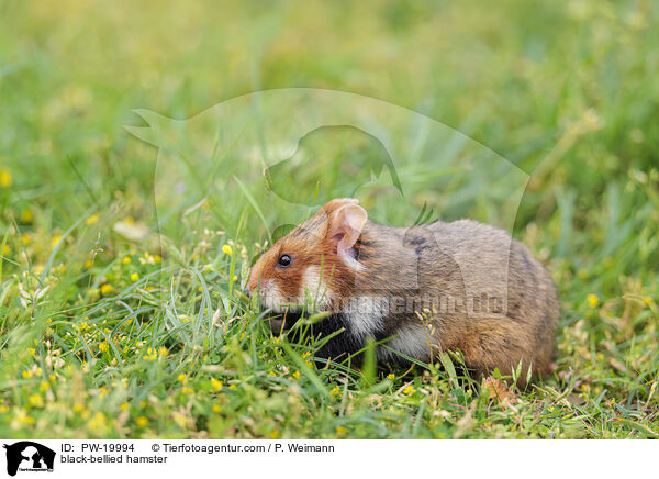 Feldhamster / black-bellied hamster / PW-19994