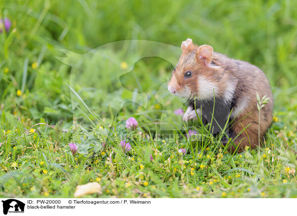Feldhamster / black-bellied hamster / PW-20000