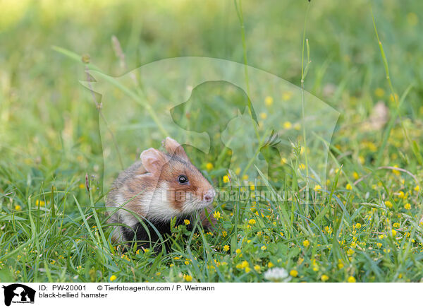 Feldhamster / black-bellied hamster / PW-20001