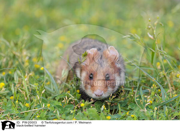 Feldhamster / black-bellied hamster / PW-20003