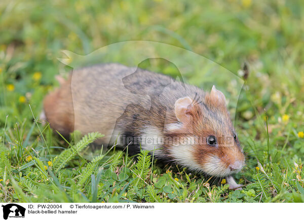 Feldhamster / black-bellied hamster / PW-20004