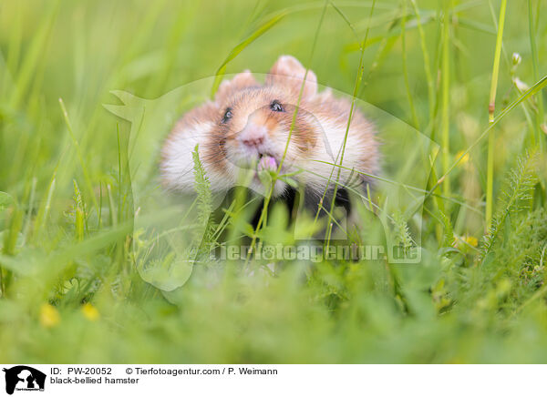 Feldhamster / black-bellied hamster / PW-20052