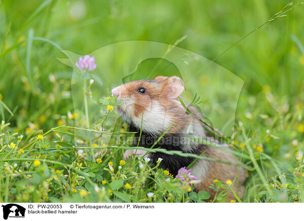 Feldhamster / black-bellied hamster / PW-20053