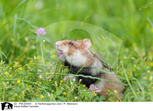 Feldhamster / black-bellied hamster / PW-20054