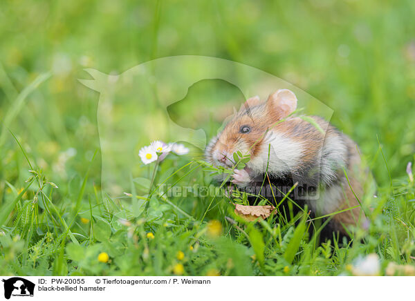 Feldhamster / black-bellied hamster / PW-20055