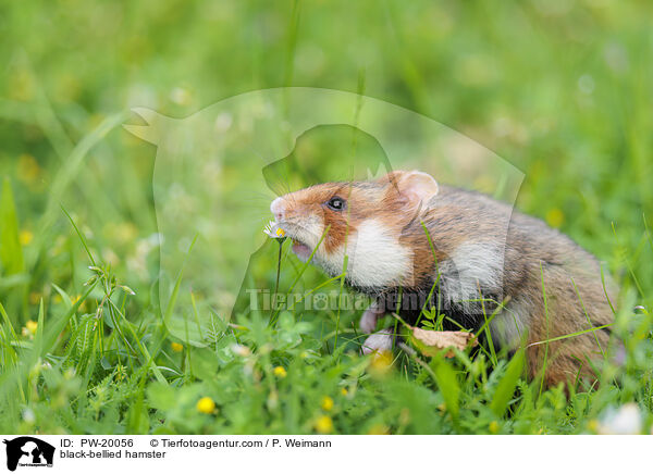 Feldhamster / black-bellied hamster / PW-20056