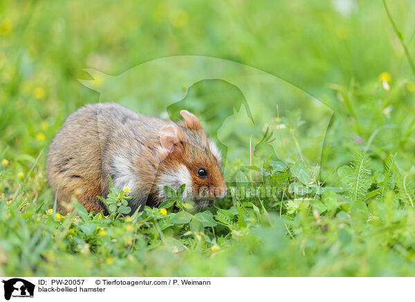 Feldhamster / black-bellied hamster / PW-20057