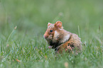 Eurasian hamster