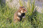 Eurasian hamster