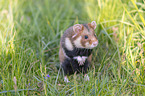 Eurasian hamster